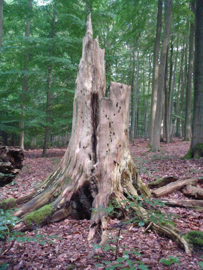 Appartamento Haus Eifelinchen Schleiden Esterno foto